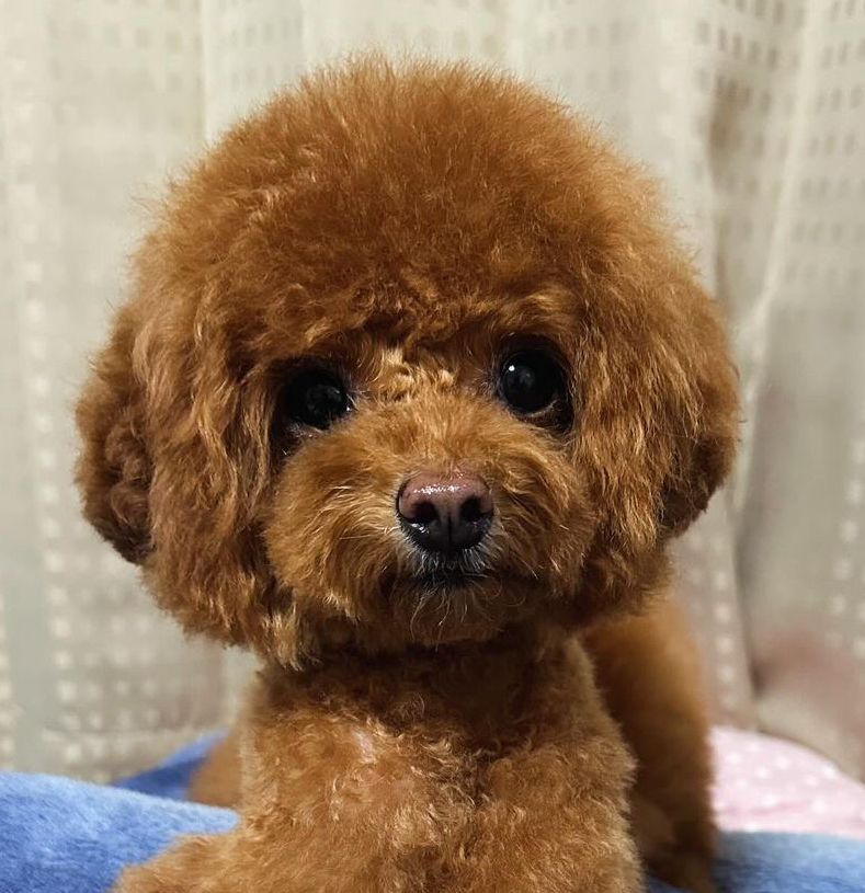 こっぷちゃんの写真